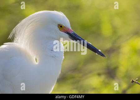 Snowy Reiher, Florida, Alligator Farm, St. Augustin / (Egretta unaufger) Stockfoto