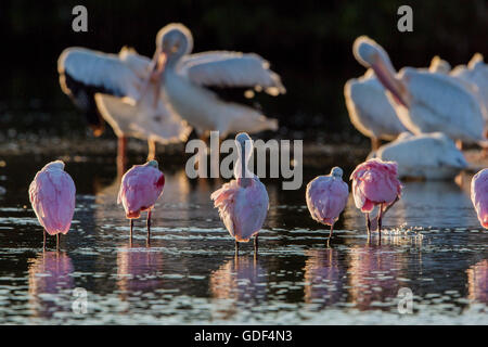 Rosige Löffler, Florida / (Platalea Ajaja) Stockfoto