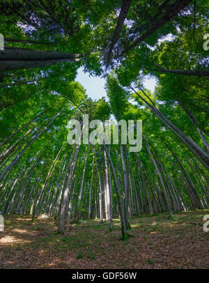 Steinbach am Attersee: buchen (Fagus Sylvatica), Österreich, Oberösterreich, Oberösterreich, Salzkammergut Stockfoto