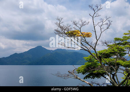 Bäume und Berge am See Chuzenji in Nikko-Nationalpark, Japan. Stockfoto