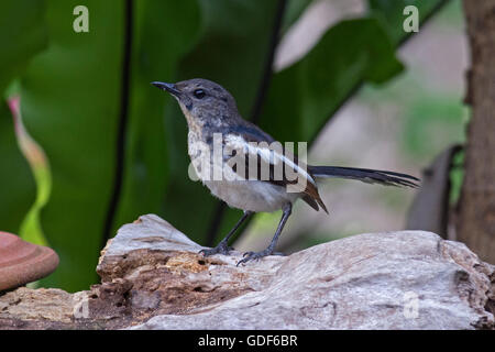 Eine juvenile female Oriental Magpie Robin thront auf einem Baumstamm in einem Bangkok-Garten Stockfoto