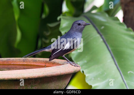 Eine weibliche Oriental Magpie Robin thront auf eine Wasserschale in einem Garten in Bangkok Stockfoto