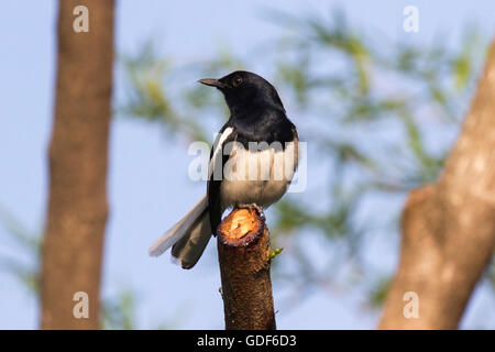 Eine männliche Oriental Magpie Robin thront auf einem abgeschnittenen Ast in einem Garten von Bangkok Stockfoto