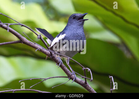 Ein weiblicher Oriental Magpie Robin singen auf einem Ast in einem Garten in Bangkok Stockfoto