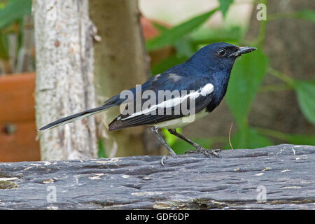 Eine männliche Oriental Magpie Robin thront auf einem Baumstamm in einem Bangkok-Garten Stockfoto