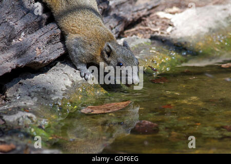 Ein grau-bellied Eichhörnchen (Callosciurus Caniceps) trinkt Wasser aus einem Wald-Pool an einem heißen Tag im Westen Thailands Stockfoto