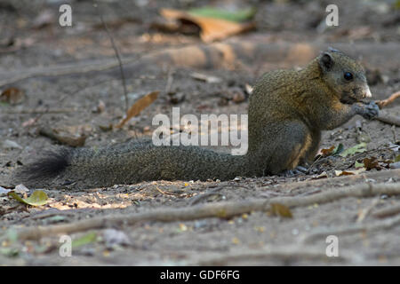 Ein grau-bellied Eichhörnchen (Callosciurus Caniceps) frisst Samen auf den Waldboden im Westen Thailands Stockfoto