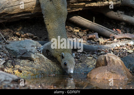 Ein grau-bellied Eichhörnchen (Callosciurus Caniceps) trinkt Wasser aus einem Wald-Pool an einem heißen Tag im Westen Thailands Stockfoto