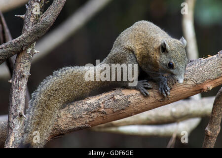 Ein grau-bellied Eichhörnchen (Callosciurus Caniceps) auf einem kleinen Ast im Wald im Westen Thailands Stockfoto