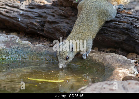 Ein grau-bellied Eichhörnchen (Callosciurus Caniceps) trinkt Wasser aus einem Wald-Pool an einem heißen Tag im Westen Thailands Stockfoto