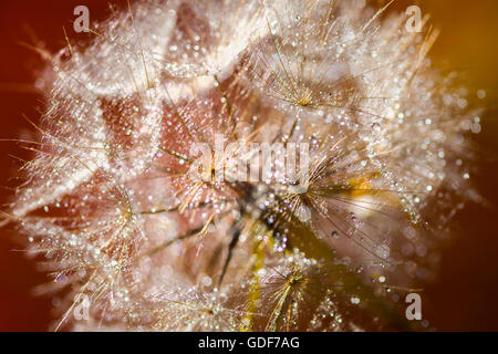 Nahaufnahme von hinten beleuchtete Tau bedeckt Pflanze. Stockfoto