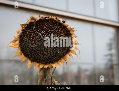 Eine alte Trocknung Sonnenblume draußen auf dem Halm Stockfoto