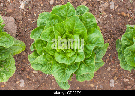 Schöne Bio Kopfsalat wachsen in ein Feld "Land" Stockfoto