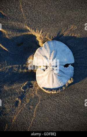 Gebrochene Sanddollar am Strand Stockfoto