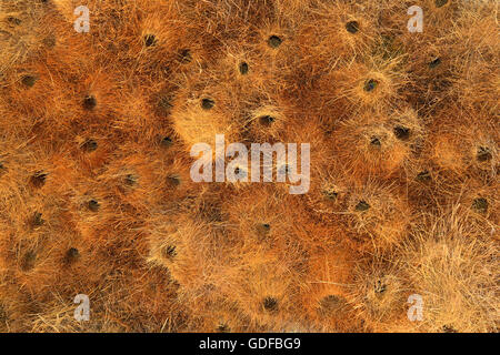 Nest von Sociable Weber (Philetairus Socius), Kalahari-Wüste, Namibia Stockfoto