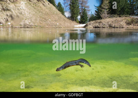 Bergmolch (Ichthyosaura Alpestris), Männlich, Tauchen in einem See, Schmirntal, Tirol, Österreich Stockfoto