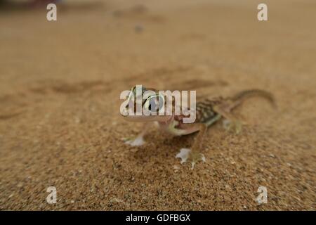 Namib Gecko, footed Gecko oder Palmato-Gecko (Pachydactylus Rangei), Namib Wüste, Swakopmund, Namibia Stockfoto