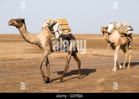 Kamele tragen Salz aus den Salinen von Dallol, Danakil-Senke, Afar-Dreieck, Äthiopien Stockfoto