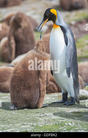 Ein Erwachsener König Pinguin (Aptenodytes Patagonicus) Fütterung der Küken, East Falkland, Falkland-Inseln, Südatlantik Stockfoto