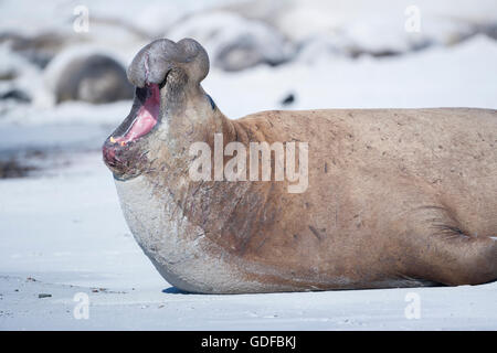 Südlicher See-Elefant (Mirounga leonina leonina), männlich, Brüllen, sea lion Island, South Atlantic, Falkland Inseln Stockfoto