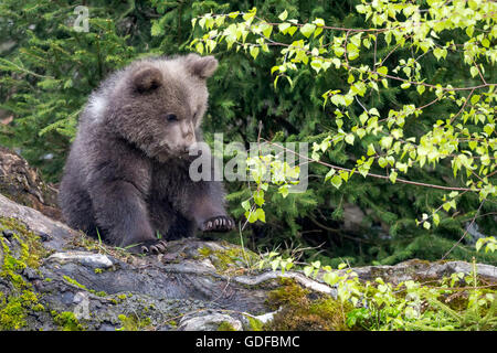 Kleiner Braunbär (Ursus Arctos), Jungtier, in Gefangenschaft, Nationalpark Bayerischer Wald, Bayern, Deutschland Stockfoto