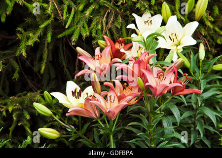 Rote und weiße Lilie Blumen Stockfoto