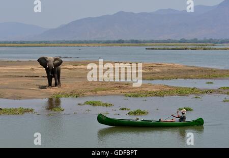 Parkranger nähert sich ein Elefant (Loxodonta Africana) vom Kanu, Sambesi, Mana Pools Nationalpark Stockfoto