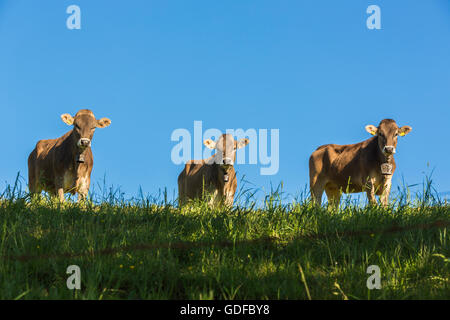 Allgäuer Kühe, braun Vieh auf der Weide, blauer Himmel, Schwaben, Bayern, Deutschland Stockfoto