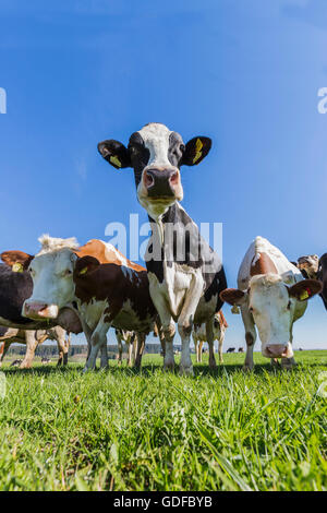 Schwarz / weiß getupft Kühe, Simmentaler Rinder auf einer Weide, Schwaben, Bayern, Deutschland Stockfoto