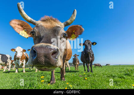 Allgäuer Kühe, braune Rinder auf einer Weide, Blick in die Kamera, Schwaben, Bayern, Deutschland Stockfoto