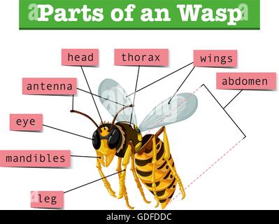 Anatomie der Wespe mit Worten illustration Stock Vektor