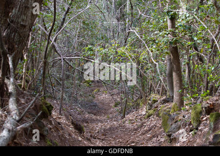 Grüne stachelige Zweige einer Tanne oder Kiefer. Teneriffa, Kanarische Insel Wald Stockfoto