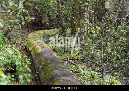 Alten Stein Aquädukt in Kiefernwald in der Nähe der Stadt Los Realejos, Teneriffa, Spanien Stockfoto