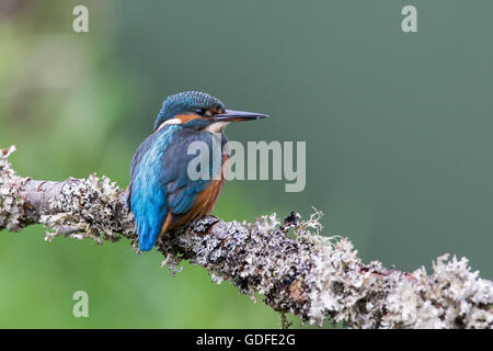 Gemeinsamen Kingfisher durch das Angeln im Fluss, lateinischer Name ist Common Kingfisher Alcedo Atthis, fotografiert von Karl Redshaw Stockfoto