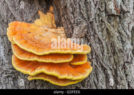 Orange Schwefel Pilz an einem Baum außerhalb Stockfoto