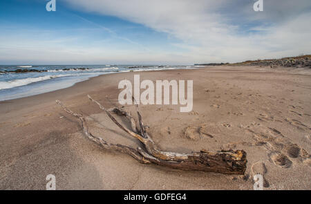 Ein Stück Treibholz an einem Strand im Norden von Polen Stockfoto