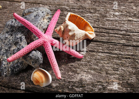 Muscheln auf hölzernen Hintergrund Stockfoto