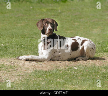 Alte Dänische Vorstehhund Stockfoto