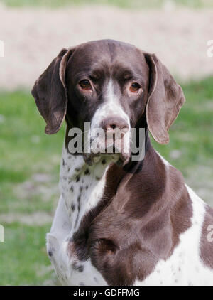 Alte Dänische Vorstehhund Stockfoto