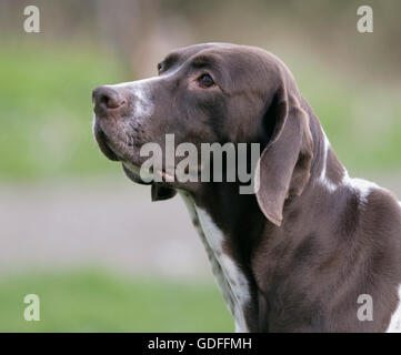 ALTDÄNISCHER VORSTEHHUND Stockfoto