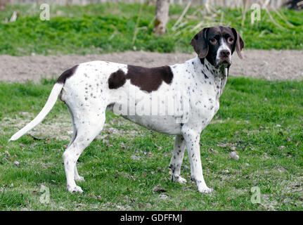 ALTDÄNISCHER VORSTEHHUND Stockfoto