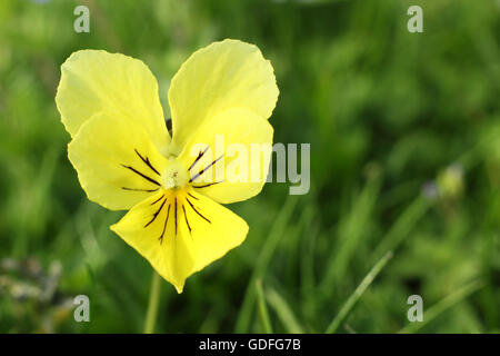 Eine wilde Stiefmütterchen (Viola Lutea) Bergblumen in einem Feld in einem Hochland der Peak District Nationalpark Derbyshire England Stockfoto