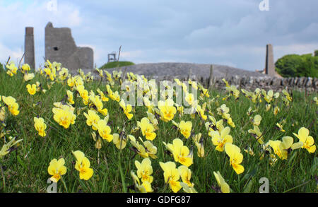 Wild Mountain Stiefmütterchen (Viola Lutea) auf Elster meine Blume; eine stillgelegte Leitung arbeitet in der Nähe von Sheldon, Peak District, Derbyshire UK Stockfoto