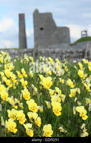 Wild Mountain Stiefmütterchen (Viola Lutea) Blume auf die Beute von Elster mir (im Bild); ein ehemaliger Lead arbeitet in den Peak District, Großbritannien Stockfoto