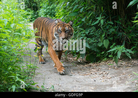 Sumatra-Tiger (Panthera Tigris Sumatrae) Fuß Stockfoto