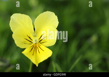 Eine wilde Stiefmütterchen (Viola Lutea) Bergblumen in einem Feld in einem Hochland der Peak District Nationalpark Derbyshire England Stockfoto
