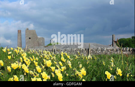 Wild Mountain Stiefmütterchen (Viola Lutea) Blume auf die Beute von Elster mir (im Bild); ein ehemaliger Lead arbeitet in den Peak District, Großbritannien Stockfoto