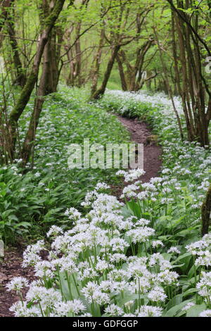 Blühender Bärlauch (Allium Ursinum) Fransen einen Pfad in einem Laubwald im Peak District National Park England UK: kann Stockfoto