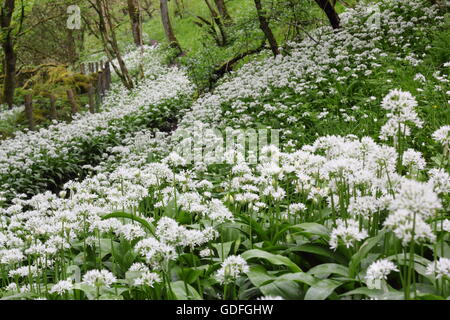 Blühender Bärlauch (Allium Ursinum) Fransen einen Pfad in einem Laubwald im Peak District National Park England UK: kann Stockfoto