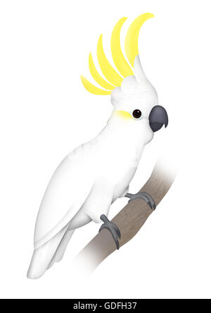 Gelb-crested Kakadu (Cacatua Sulphurea) Stockfoto